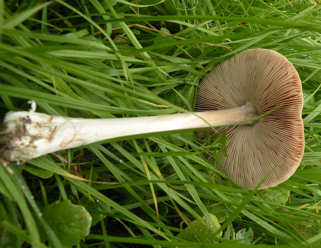 Nei boschi di Ulderico